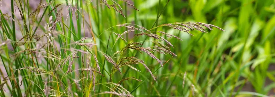 Metlice trsnatá Náhled