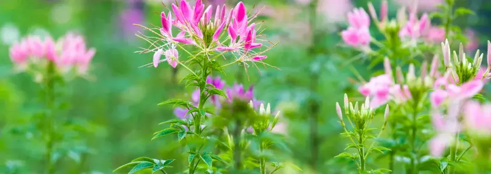 Luštěnice trnitá Náhled