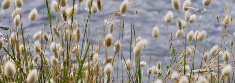 Zaječí ocásek vejčitý Náhled
