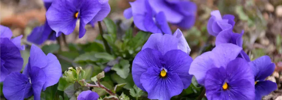 Violka zahradní Náhled