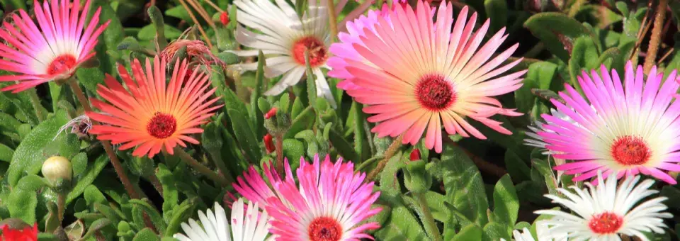 Kosmatec sedmikráskovitý Náhled