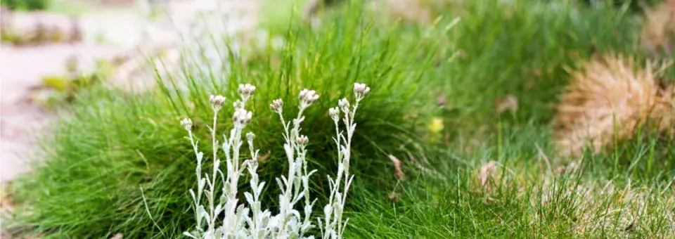 Kostřava medvědí Náhled