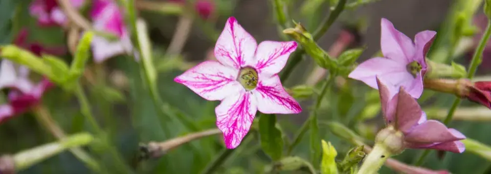 Tabák okrasný Náhled