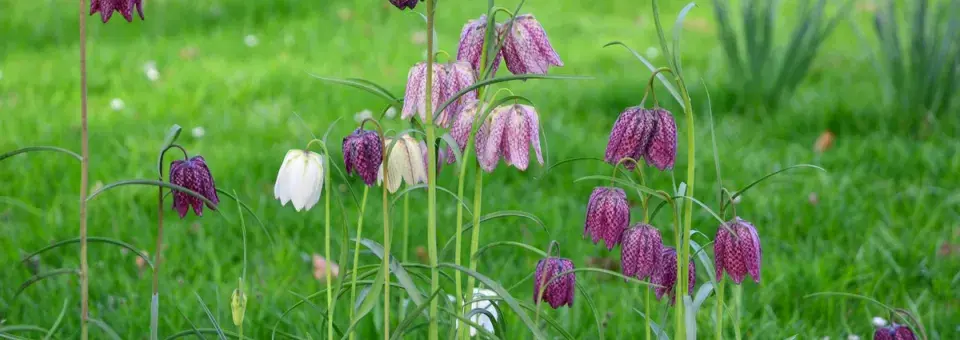 Řebčík kostkovaný Náhled