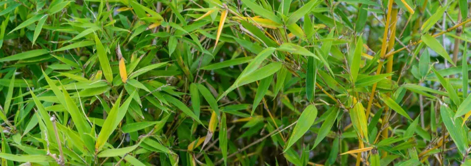 Listoklasec zlatý Náhled