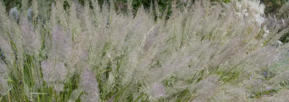 Třtina rákosovitá Náhled