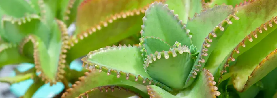 Naduť daigremontova Náhled