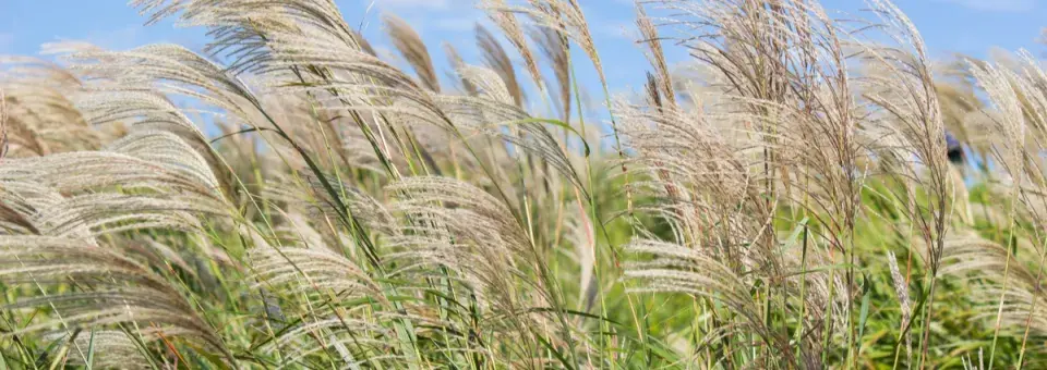 Ozdobnice čínská Náhled