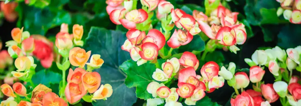 Begonie, kysala Náhled