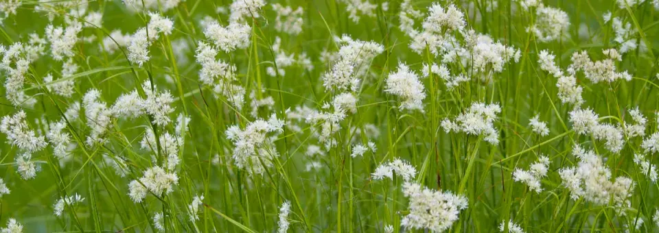 Bika sněžná Náhled