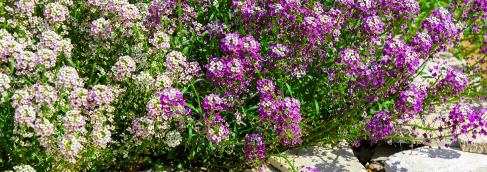 Tařicovka přímořská Náhled