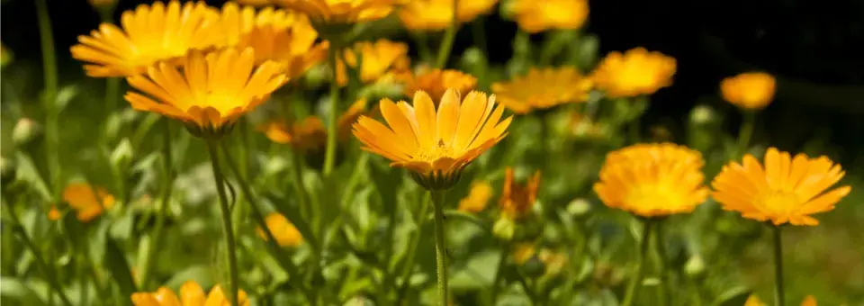 Měsíček lékařský Náhled