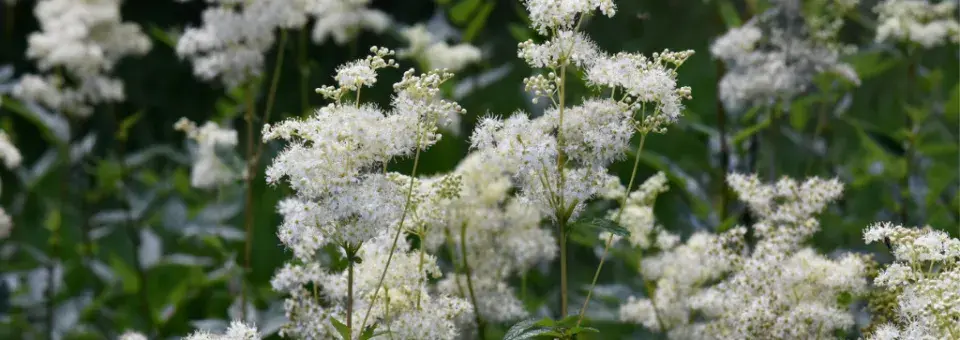 Tužebník jilmový Náhled