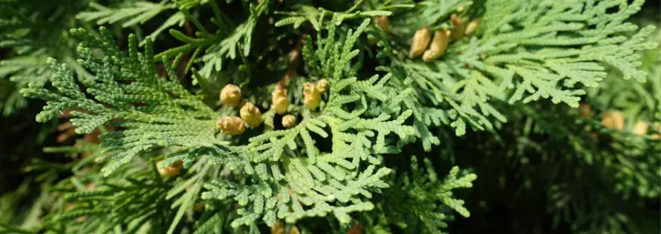 Zerav západní Náhled