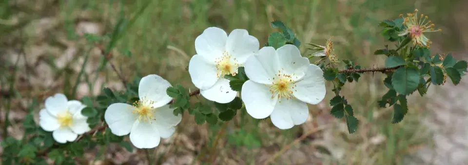 Růže bedrníkolistá Náhled