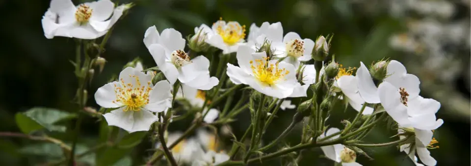 Růže mnohokvětá Náhled