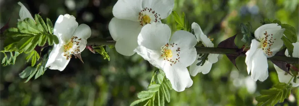 Růže omejská Náhled