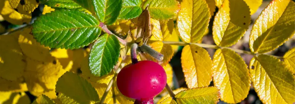 Růže svraskalá Náhled