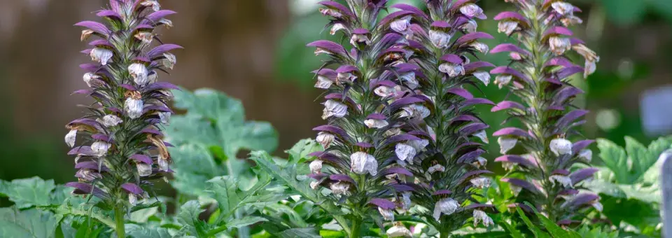 Paznehtík uherský Náhled