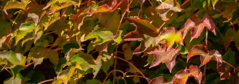 Přísavník trojlaločný Náhled