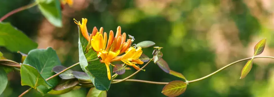 Zimolez Tellmannův Náhled