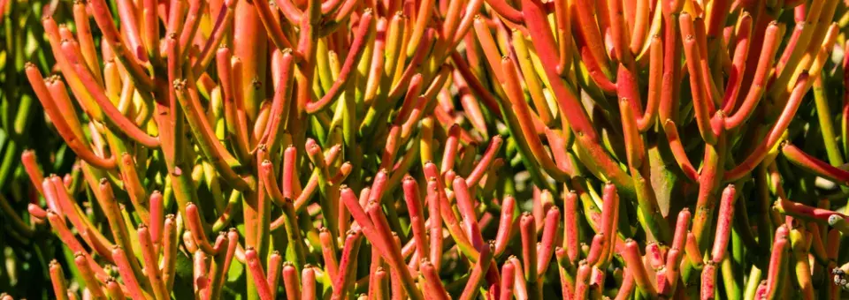 Pryšec kostival Náhled