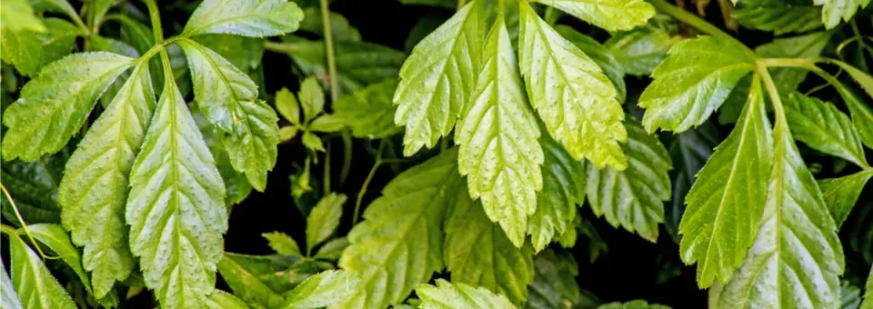 Gynostema pětilistá Náhled