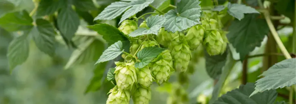 Chmel otáčivý Náhled