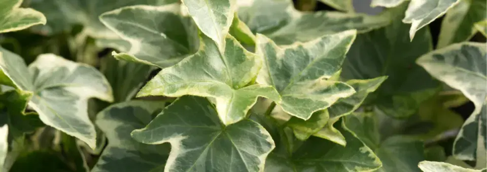 Břečťan obecný  Náhled