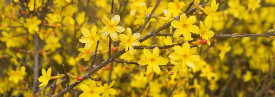 Jasmín nahokvětý Náhled