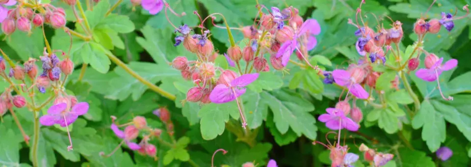 Kakost oddenkatý Náhled