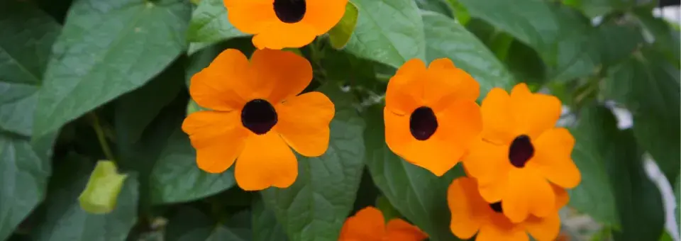 Thunbergie křídlatá  Náhled