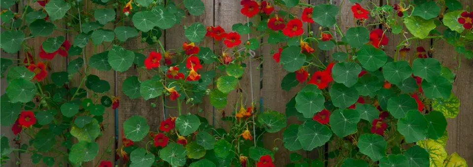 Lichořeřišnice větší Náhled