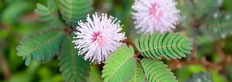 Citlivka stydlivá Náhled