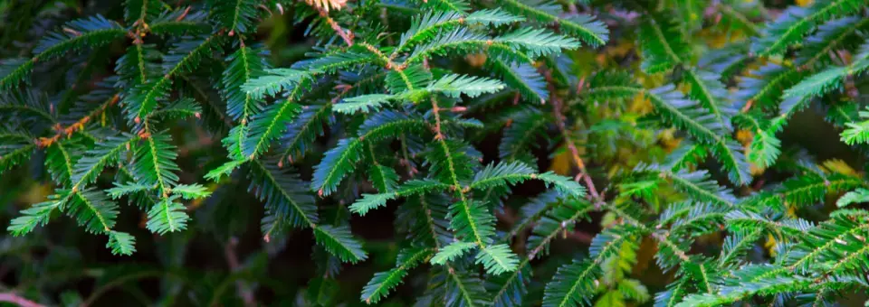 Jedlovec kanadský Náhled