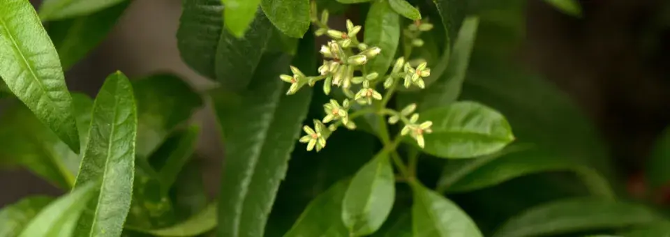 Aloisie citronová Náhled