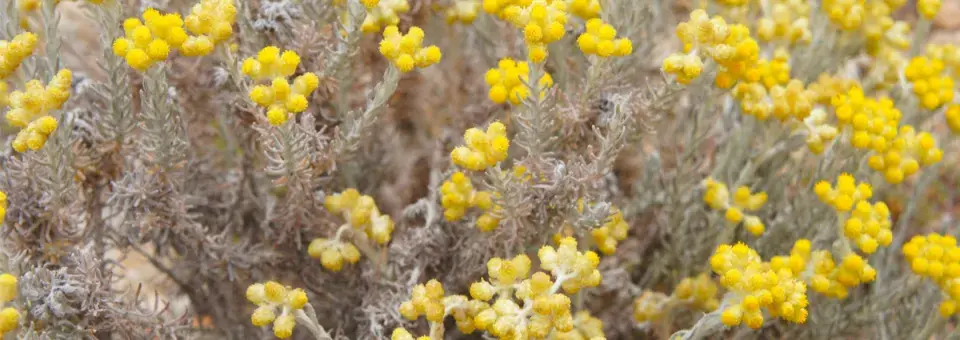 Smil italský Náhled