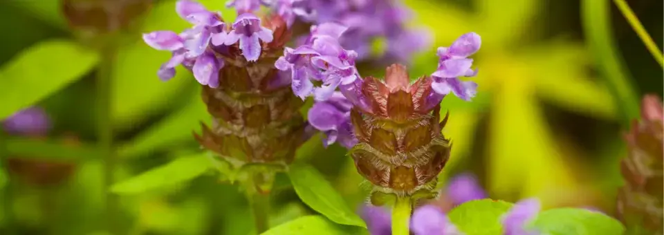 Černohlávek obecný Náhled