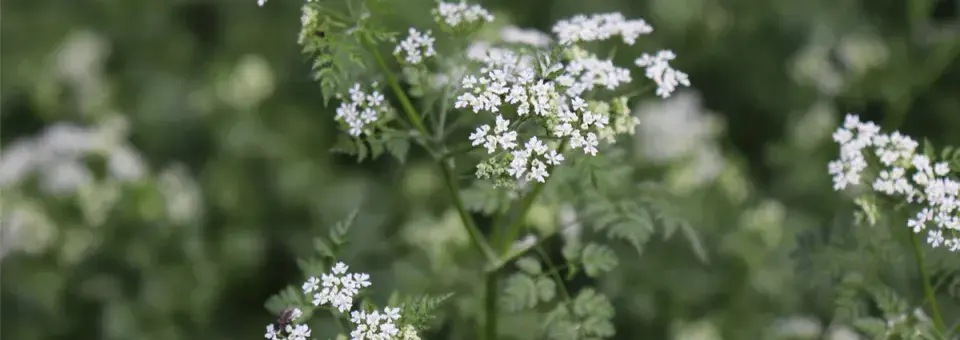Kerblík třebule Náhled