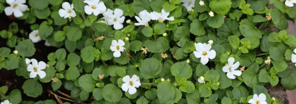 Bacopa drobnolistá Náhled