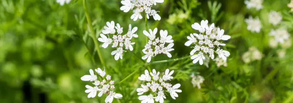 Koriandr setý Náhled