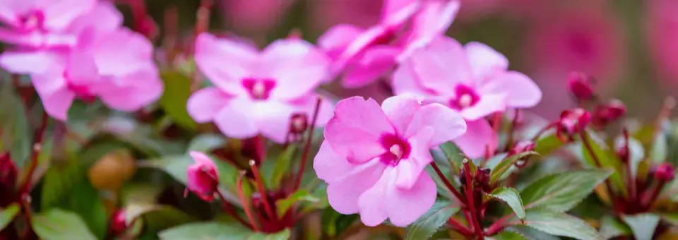 Netýkavka, hybridy New Guinea Náhled