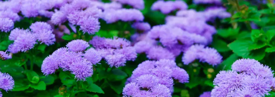 Nestařec americký Náhled