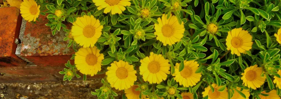 Hvězdička přímořská Náhled