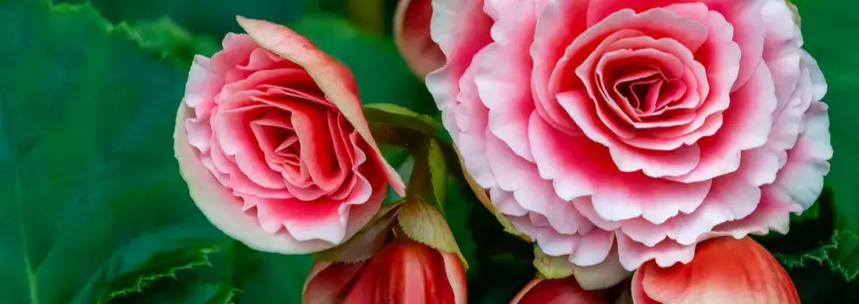 Begonie hlíznatá Náhled