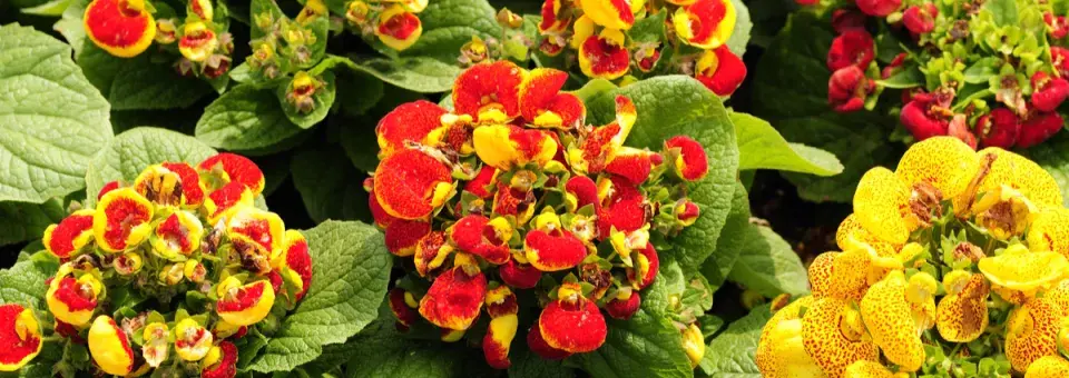 Pantoflíček celolistý Náhled