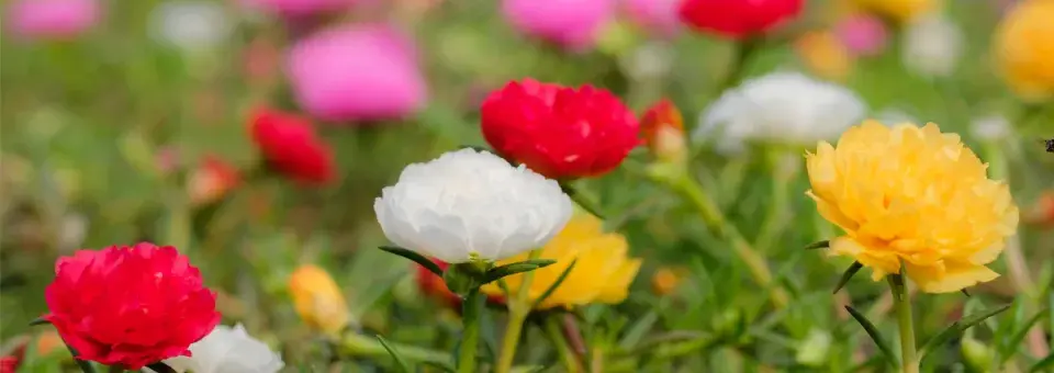 Šrucha velkokvětá Náhled