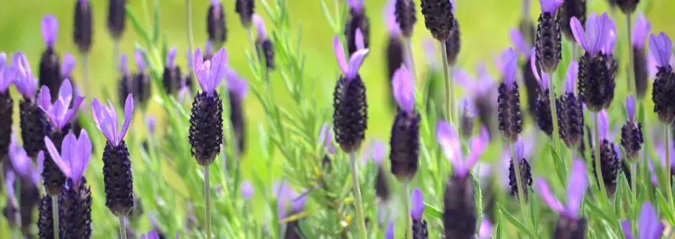 Levandule smilovitá Náhled