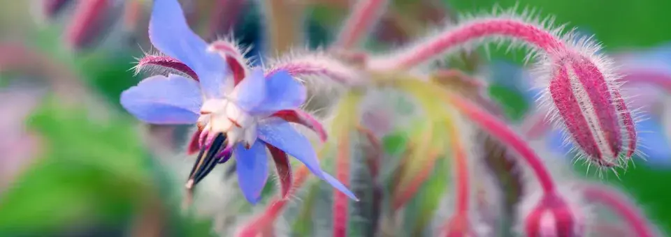 Brutnák lékařský Náhled