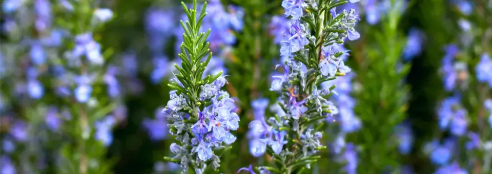 Rozmarýn lékařský Náhled